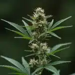 AK 47 Regular en floración con cola central.