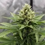 Bubblegum Haze con cola central densa en interior.