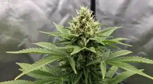 Bubblegum Haze con cola central densa en interior.