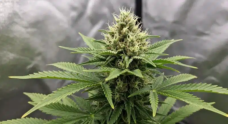 Bubblegum Haze con cola central densa en interior.