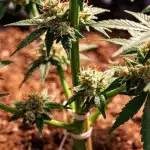 Planta California Orange x Skunk en floración.