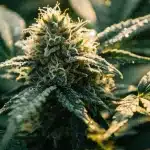 Cogollo resinoso de cannabis Candy Kush Regular.