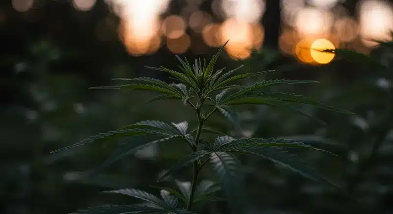 Planta de cannabis al atardecer con hojas ligeramente apagadas, ejemplo de signos tempranos de deficiencia de nutrientes en el cannabis como pérdida de vigor y crecimiento lento.
