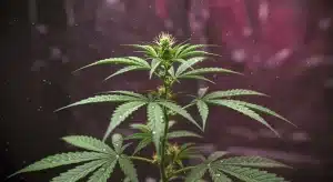 Condiciones de temperatura en el cultivo in vitro del cannabis.