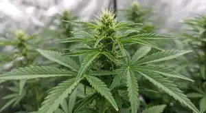 La clorosis es reversible en las plantas de cannabis en crecimiento.