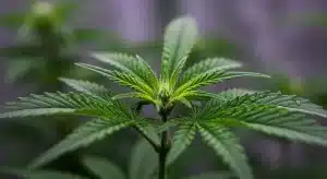 Plántula obtenida de semillas de cannabis para propagación por cultivo in vitro.