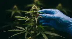 Bruce Banner X White Russian análisis de resina en floración.