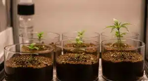 Plántulas de de cannabis que responden bien al cultivo in vitro en fase inicial.