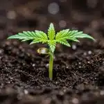 Pántula de Acid Diesel en germinación.