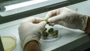 Mejores variedades de cannabis para clonaje por cultivo in vitro en selección de explantes.