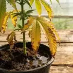 Causas comunes de hojas amarillas en el cannabis en floración.