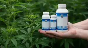Nutrientes en cultivo de cannabis para evitar problemas en las hojas.