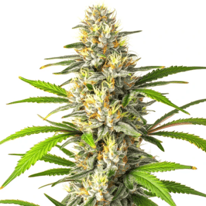 cogollo de cannabis Banana Jelly x Permanent Marker rico en tricomas
