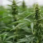 Cogollos Blueberry CBD (1:1) en invernadero.