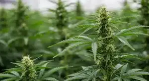 Cogollos Blueberry CBD (1:1) en invernadero.