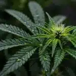 Flor temprana CBD Diesel X Gorilla (1:1)