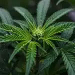Planta de CBD Harlequin Kimbo Kush (1:2) con hojas verdes y brote central en inicio de floración con pistilos blancos.