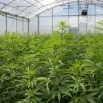 Plantas de CBD Sour Tangie (1:25) en invernadero con crecimiento y estructura sativa.