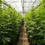 Cultivo de CBD Stephen Hawking Kush en invernadero con plantas en crecimiento uniforme en interior.