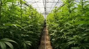 Cultivo de CBD Stephen Hawking Kush en invernadero con plantas en crecimiento uniforme en interior.