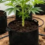 Plantas jóvenes de CBD Supreme Durban en macetas con sustrato y sistema de riego en cultivo interior.