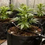 Plantas de cannabis CBD Wellness en macetas con riego por goteo en cultivo indoor controlado.