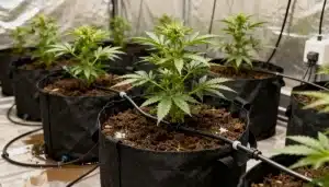 Plantas de cannabis CBD Wellness en macetas con riego por goteo en cultivo indoor controlado.