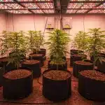 Plantas de CBD White Widow (1:1) en macetas bajo luces LED durante fase vegetativa en cultivo interior.