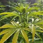 Cómo corregir la clorosis foliar en el cannabis en crecimiento.