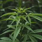 Hojas amarillas de cannabis en fase vegetativa sin estrés visible.