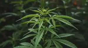 Hojas amarillas de cannabis en fase vegetativa sin estrés visible.