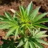 Semillas de cannabis para suelos pobres con buen desarrollo.