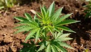 Semillas de cannabis para suelos pobres con buen desarrollo.