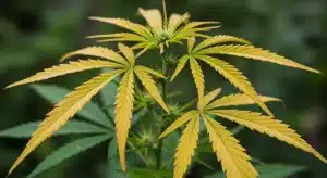 Mejores nutrientes para tratar la clorosis en cannabis paso a paso.