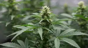 Nutrientes para prevenir la clorosis en el cannabis en cultivo.