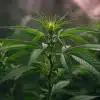 Mejores variedades de cannabis resistentes a la clorosis en interior.
