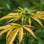 Clorosis vs deficiencia de nitrógeno en el cannabis: cómo diferenciarlas.
