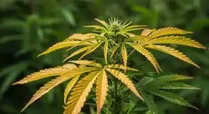 Clorosis vs deficiencia de nitrógeno en el cannabis: cómo diferenciarlas.