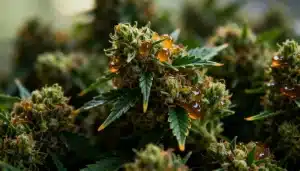 Cogollos de CBD Grape Pie (1:15) con resina visible y tricomas brillantes en floración avanzada.