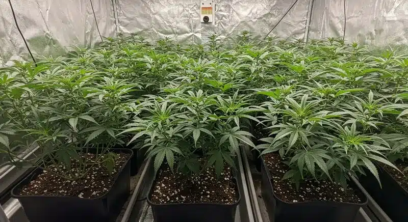 Sala de cultivo indoor con múltiples plantas de CBD Grape Pie (1:15) en fase vegetativa, creciendo de forma uniforme en macetas bajo un entorno controlado para maximizar el rendimiento.