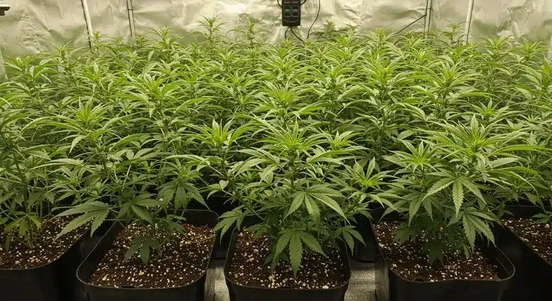 Cultivo interior de CBD Shishkaberry X Candida (1:2) con plantas homogéneas en macetas, desarrollo vegetativo saludable bajo condiciones controladas y óptima iluminación.