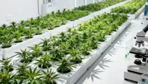 Cultivo de CBD Super Silver (1:1) en sistema hidropónico con plantas uniformes en ambiente controlado.