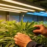 Cultivo de CBD Therapy en interior con plantas jóvenes bajo luces LED y cuidado manual de hojas.