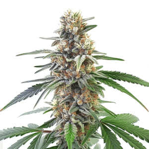 flor de cannabis Dante Infierno x Permanent Marker con tonos verdes y morados