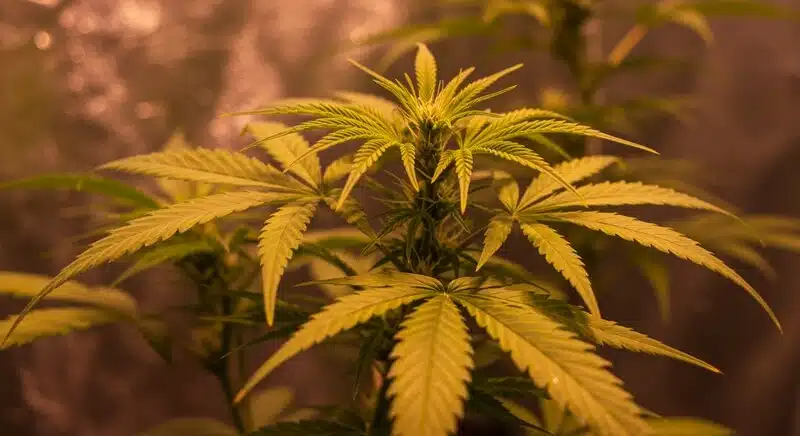 Planta de cannabis con hojas amarillentas bajo luz artificial, síntomas típicos de deficiencia de magnesio vs clorosis en cannabis, con decoloración progresiva en hojas maduras.