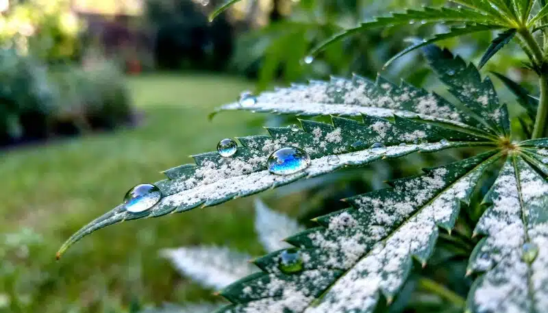 Hoja de cannabis con gotas de agua y presencia de residuos superficiales, la importancia de usar semillas de cannabis orgánicas resistentes a enfermedades para mejorar la tolerancia frente a hongos y patógenos.