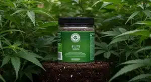 Fertilizantes para cannabis mejor valorados contra la clorosis en cultivo.
