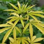 Clorosis en cannabis: suelo vs hidroponía en cultivo en tierra.