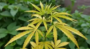 Clorosis en cannabis: suelo vs hidroponía en cultivo en tierra.