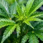 Hoja de CBD Mexican (1:1) con gotas de agua sobre hojas verdes sanas en fase vegetativa..